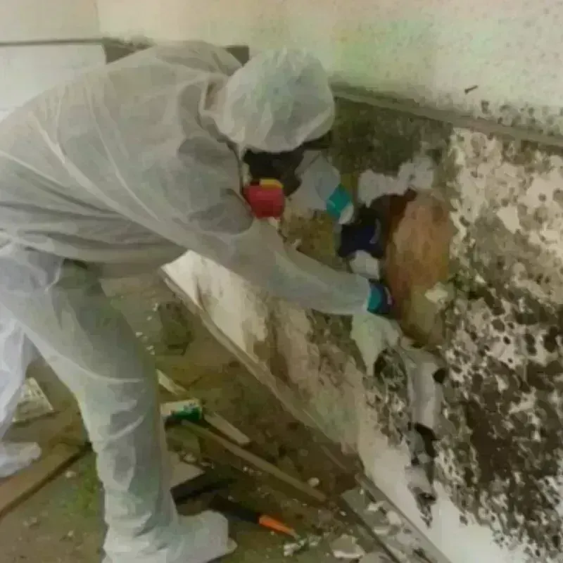 Mold Remediation and Removal in Saint Dennis, KY